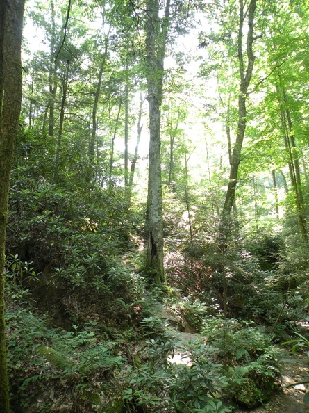 Gladie Creek, Red River Gorge